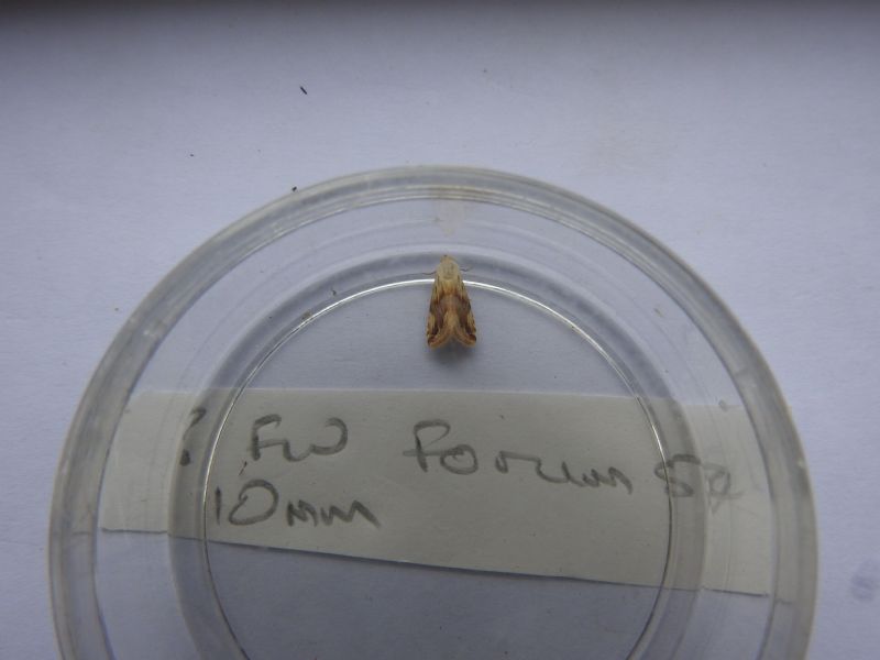 Eublemma ostrina, Erebidae  da confermare